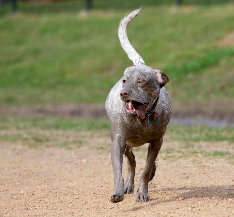 IMAGE: http://i101.photobucket.com/albums/m66/kjustiss/Whitedogmud.jpg