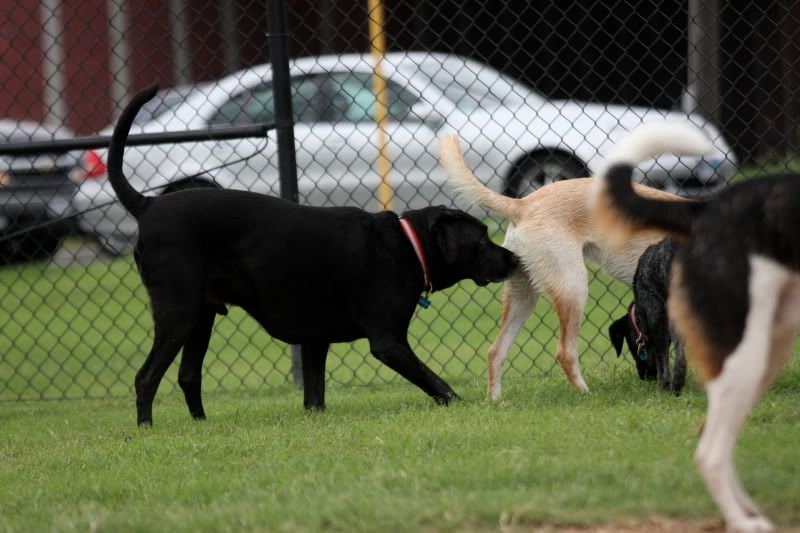 IMAGE: http://i101.photobucket.com/albums/m66/kjustiss/buttsniff.jpg