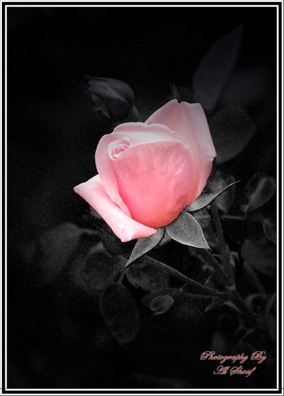 Pink Rose photo PinkRose.jpg