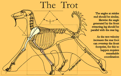 trotCustom.gif