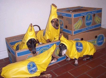Banana dogs Pictures, Images and Photos