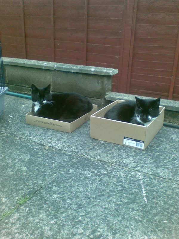 Boxofcats.jpg
