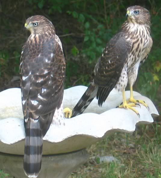Cooper's Hawks Pictures, Images and Photos