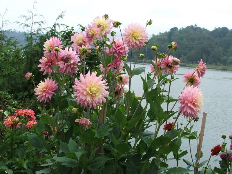 Photo Sharing and Video Hosting at Photobucket