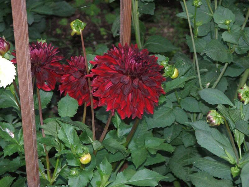 Photo Sharing and Video Hosting at Photobucket