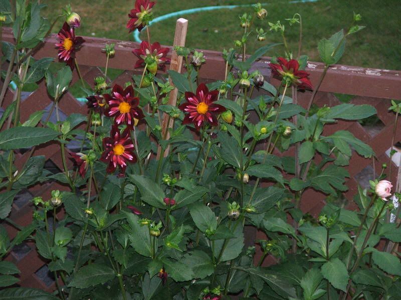 Photo Sharing and Video Hosting at Photobucket