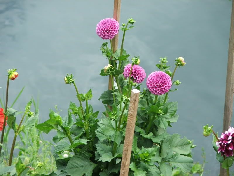 Photo Sharing and Video Hosting at Photobucket