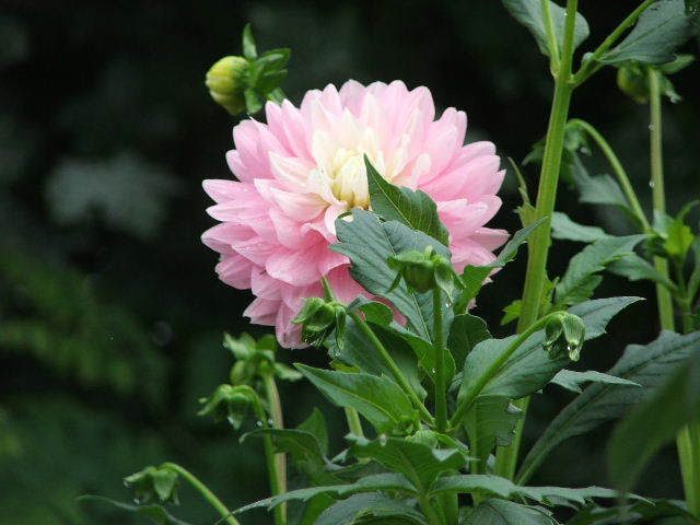 Photo Sharing and Video Hosting at Photobucket