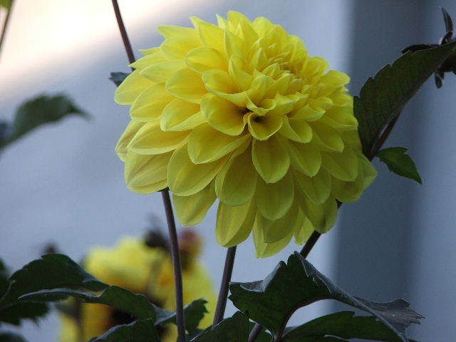 Photo Sharing and Video Hosting at Photobucket