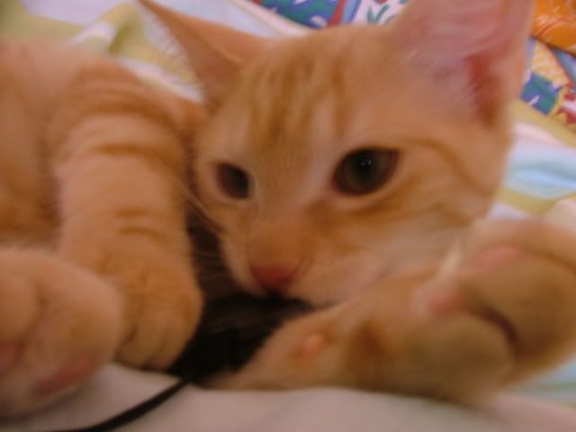 DSCF0229.jpg