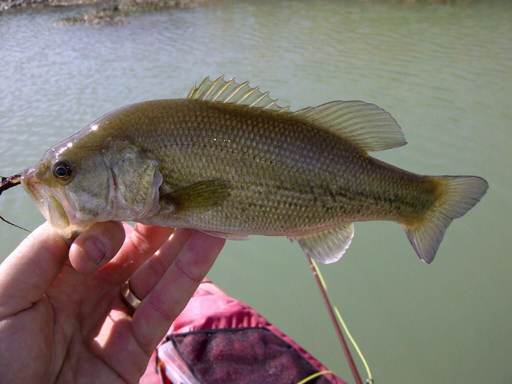 [Image: Bass1.jpg]