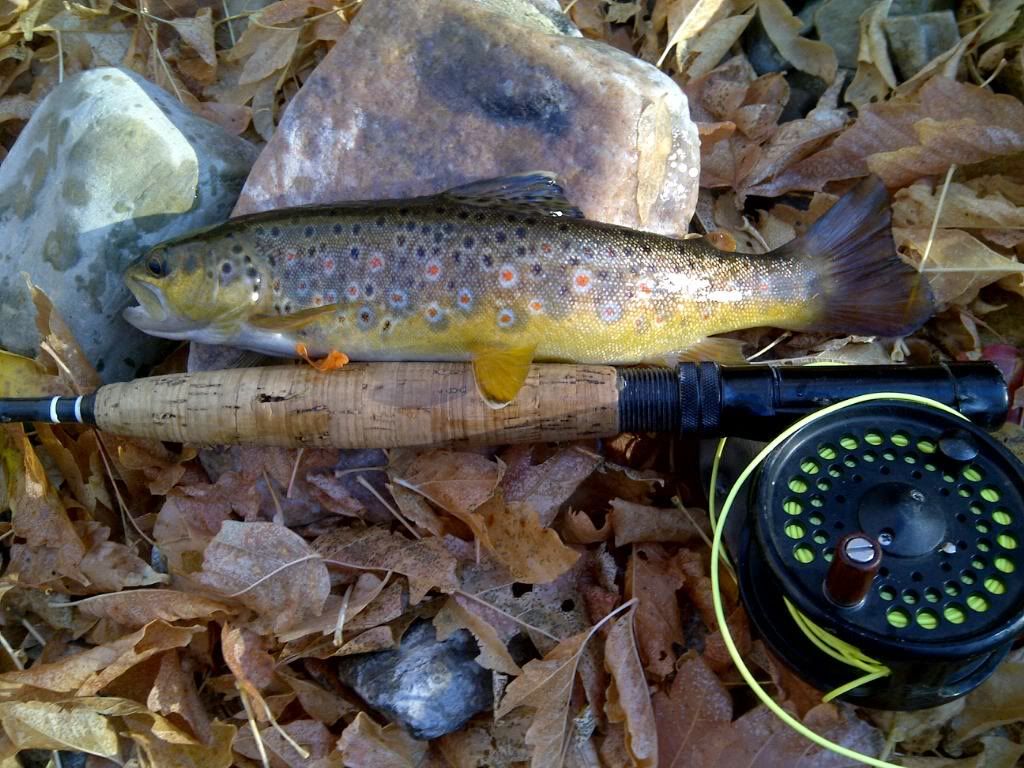 [Image: BrownTrout.jpg]