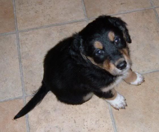 8 week old golden retriever puppy pictures. puppies (Golden Retriever