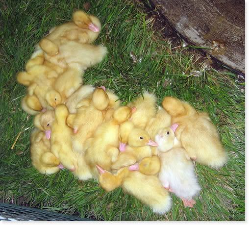 DuckPile.jpg