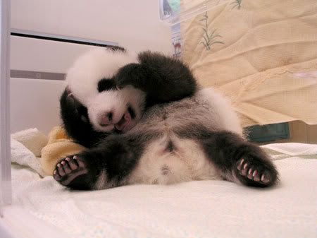 babypanda.jpg