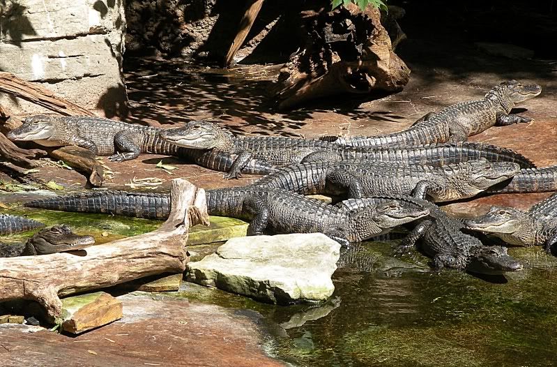 Pics from Nashville Zoo RedTailBoas Ultimate Reptile Community