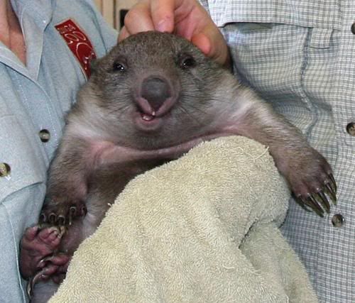 happywombat.jpg