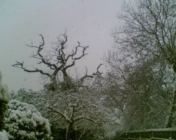 snow2.jpg
