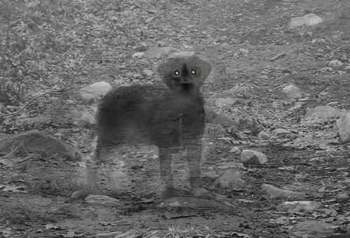 ghost_dog_proof.jpg