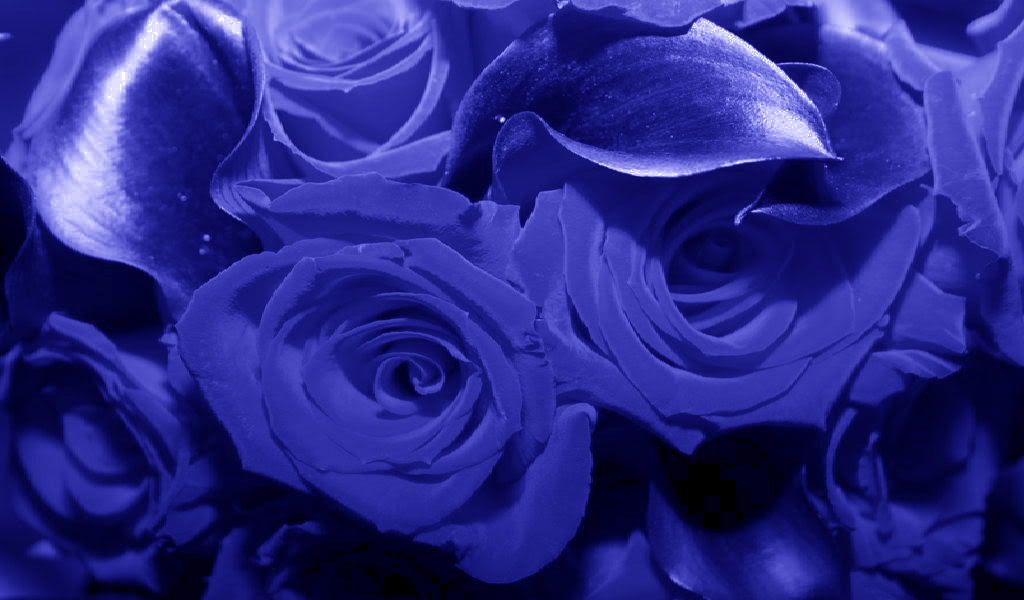 blue flower wallpaper. Blue Flowers Wallpaper