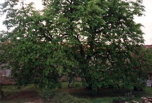 Joseph the Healing Tree