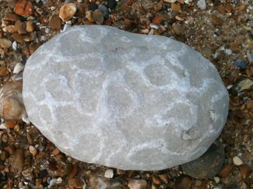 alien pebble/fossil
