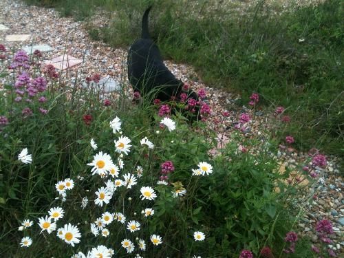 Maisie in the daisies