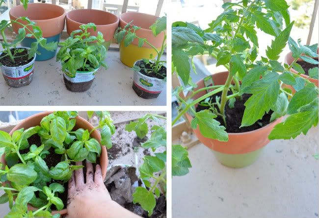 Plant3