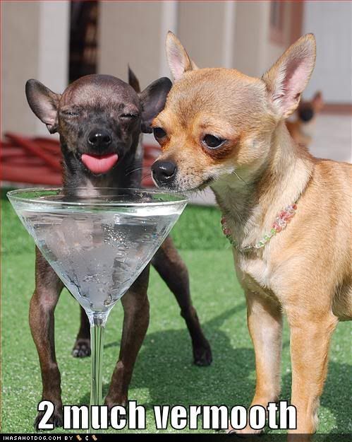 Drinking dogs Pictures, Images and Photos