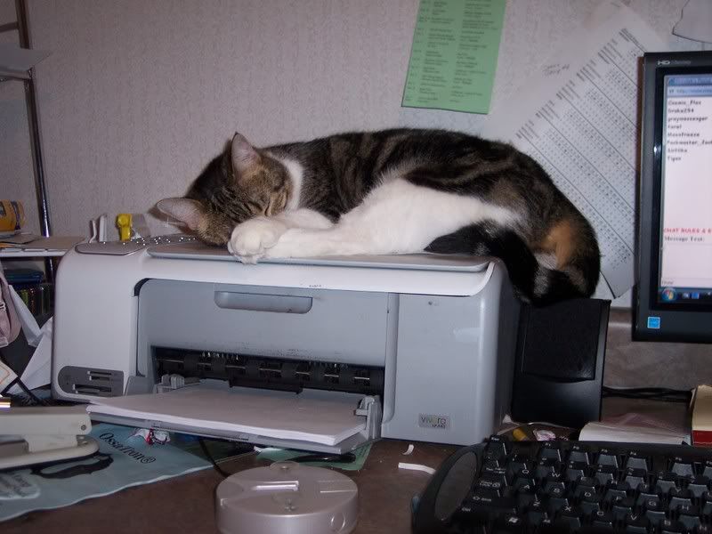 printer cozy, autumn the cat asleep on the scanner-printer