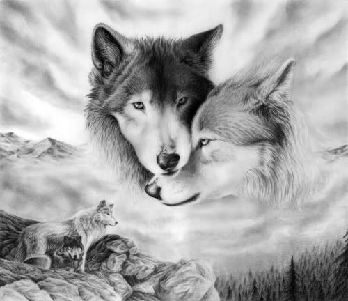 wolf Pictures, Images and Photos