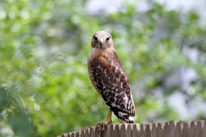 IMAGE: http://i101.photobucket.com/albums/m79/jharms1/EI6C6929.jpg