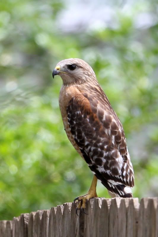 IMAGE: http://i101.photobucket.com/albums/m79/jharms1/EI6C6933.jpg