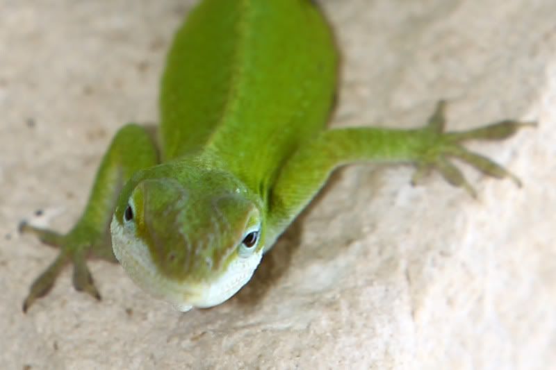 IMAGE: http://i101.photobucket.com/albums/m79/jharms1/RRSP0287_3364CC.jpg