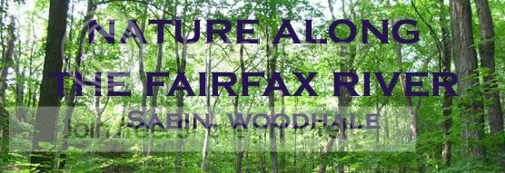 maple_beach_forest_556x400.jpg