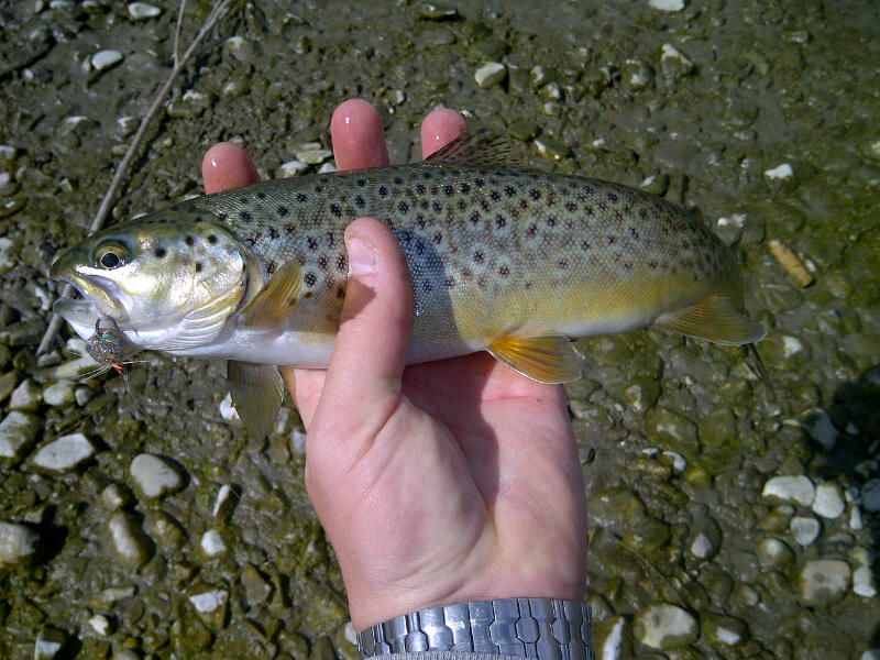 IMG-20130328-00183_zps2f07bd72.jpg