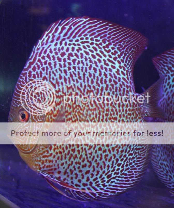 discus fish for sale glasgow - Tropical Fish For Sale (Glasgow ...
