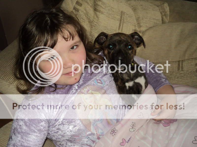 TRUFFLE Staffie cross Lurcher female puppy 12 weeks - SUSSEX - Lurcher Link