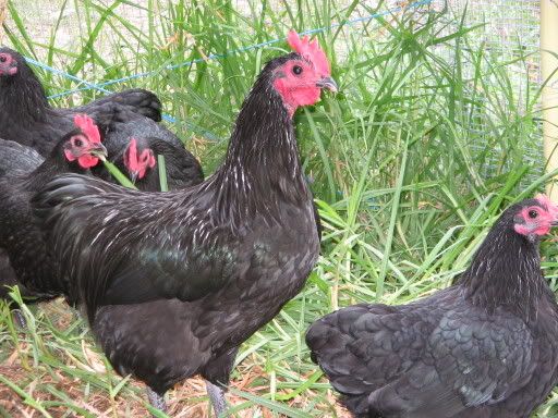 Backyard Poultry Forum • View topic - My Australorp bantams